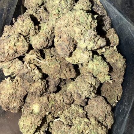 G13