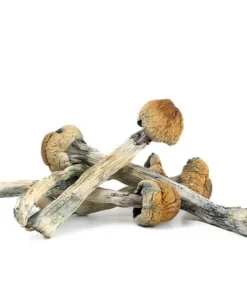 Magic Mushrooms - OG Penis Envy