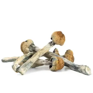 Magic Mushrooms - OG Penis Envy