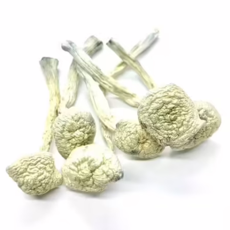 Magic Mushrooms - Atlantic Treasure Coast