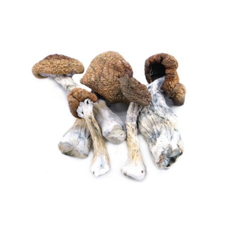 Magic Mushrooms - Texas Yellow Cap